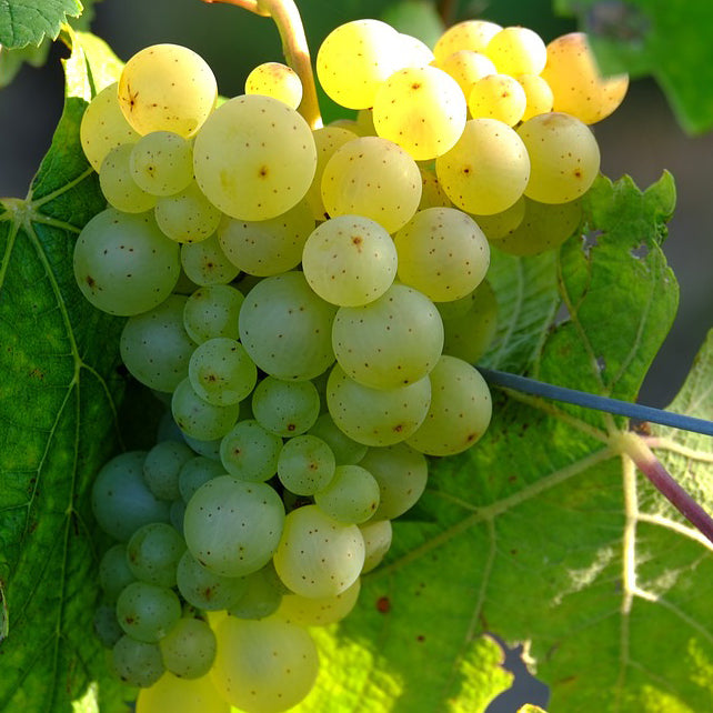 Champagne Reed Diffuser